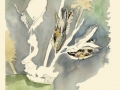 Milkweed