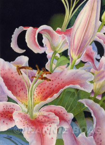 LIlyParty_Web